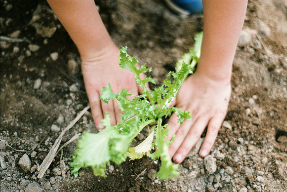 hands plant salad in the ground